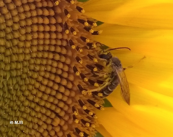 HalicteTournesol
