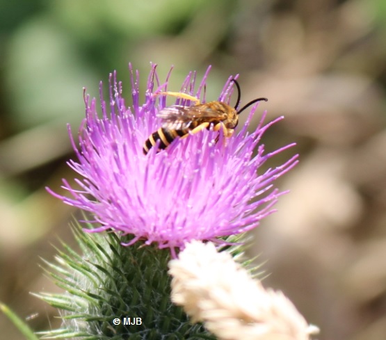 Halictusscabiosemale