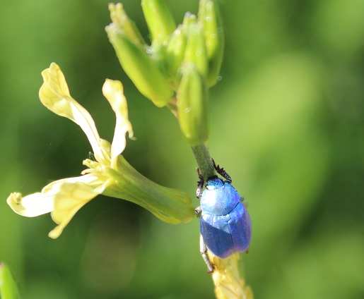 HoplieBleu