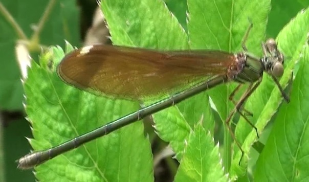 Libellule