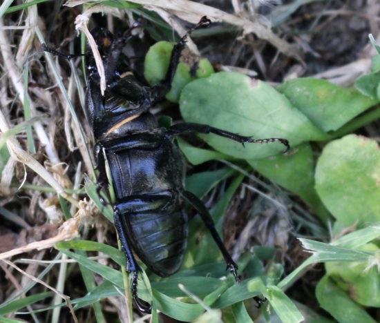 LucaneFemelleVentral