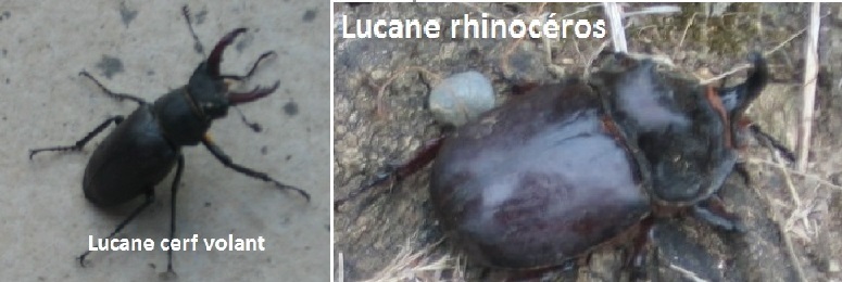 lucanes