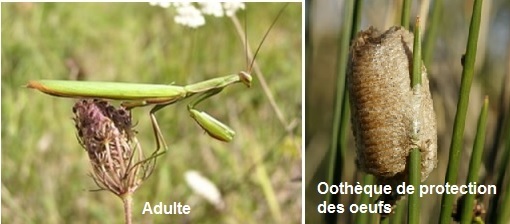 mantereligieuse
