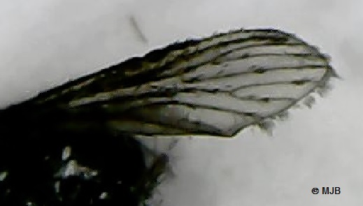 MoustiqueTigreAile