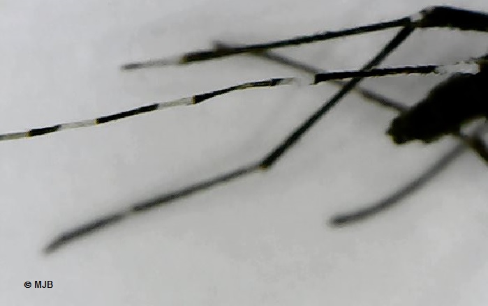 MoustiqueTigrePatte