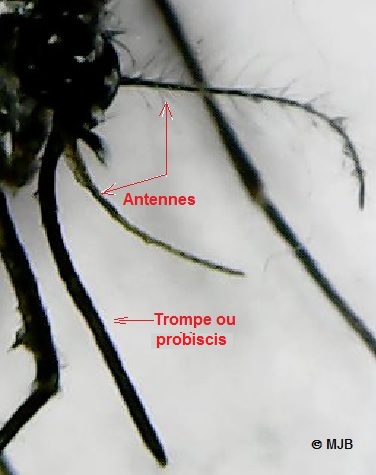 MoustiqueTigreTrompeAntenne