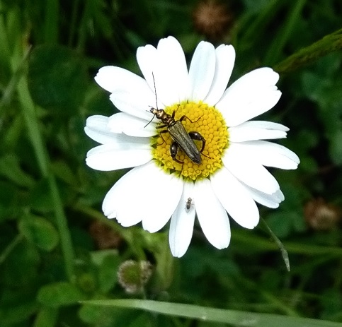 Oedemere06 2018