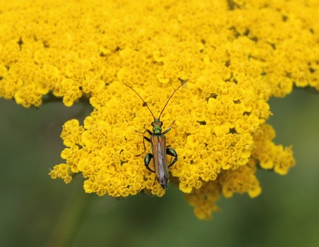OedemereNobleFleur