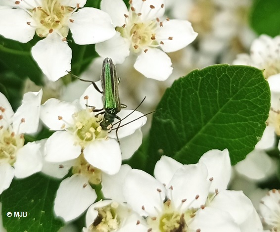 OedemereNoblePyracantha