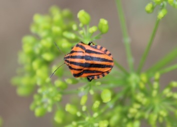 pentatomeraye