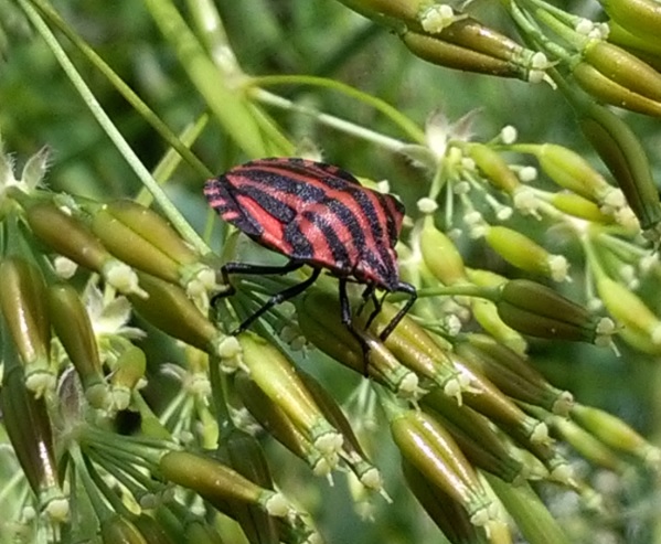 pentatomeraye46