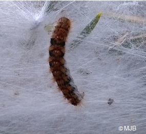processionnairechenille