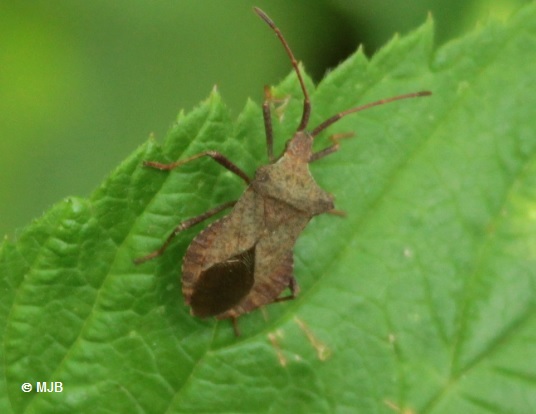 PunaiseBruneFeuille