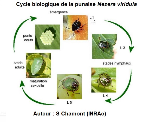 CycleDeveloppement
