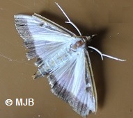 pyraledubuis