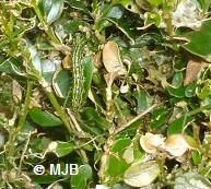 pyraledubuischenille