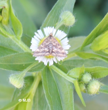 PyralePourpre