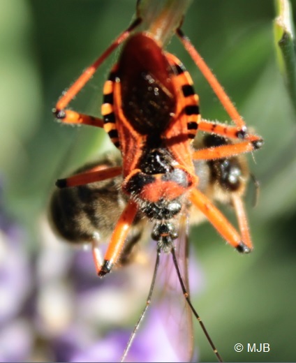 ReduveAbeille