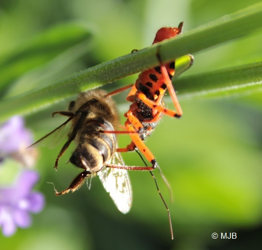 ReduveCaptureAbeille