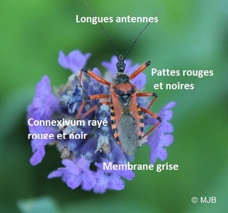 ReduveDescription