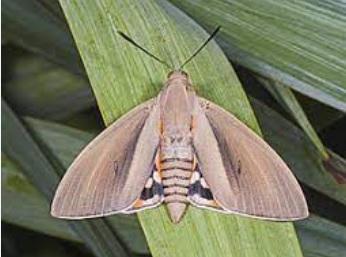 SphinxDuPalmier