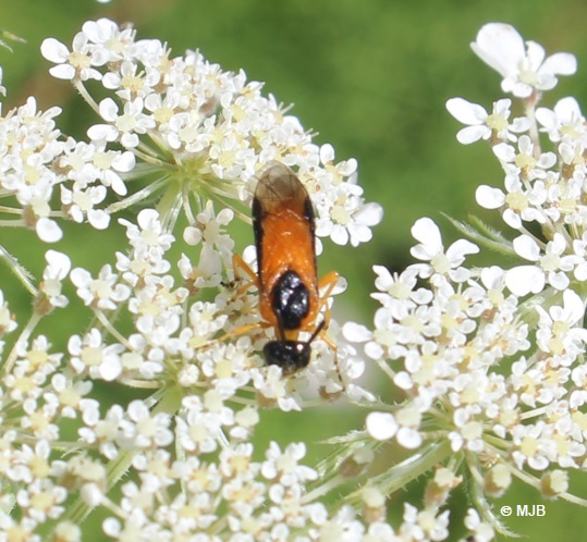 TenthredeDuRosierPronotum