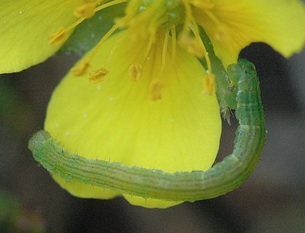 tircischenille