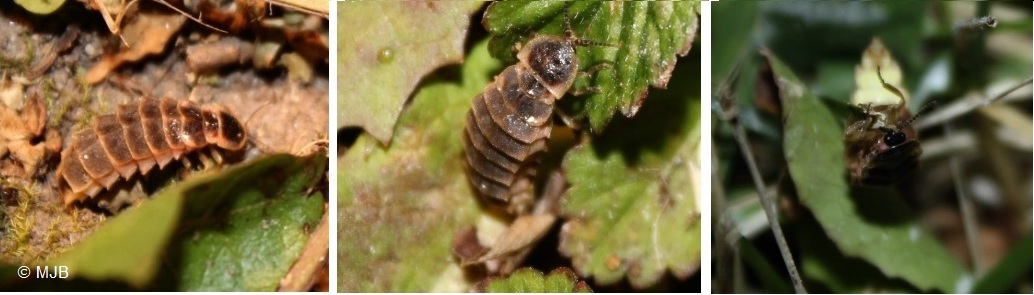 VerluisantFemelles