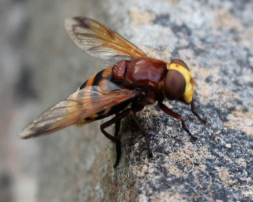 volucellezoneebassin