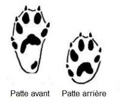 beletteempreintes