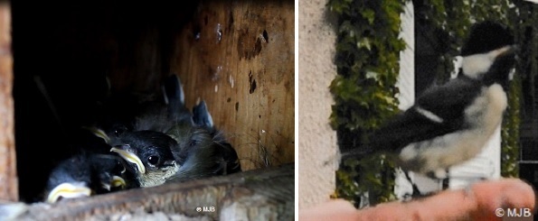 lescouvees